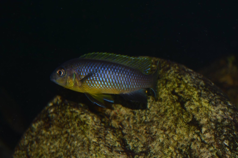 Tropheops sp. 'aurora' Mbamba Bay